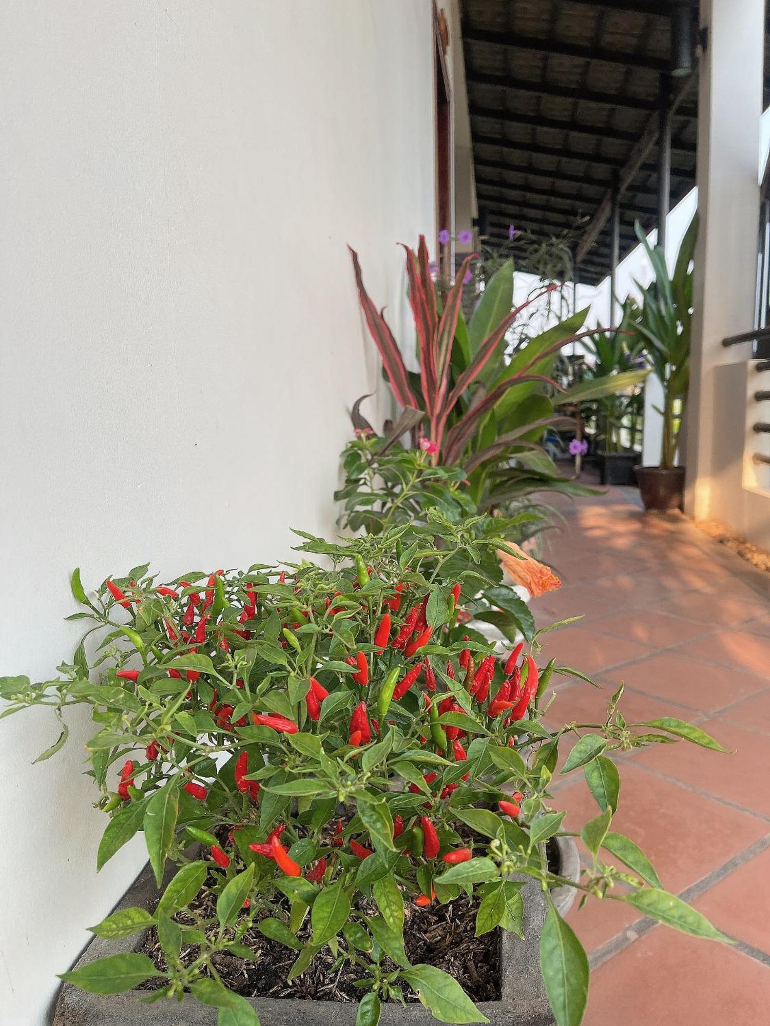Sunset View Guest House Siem Reap Extérieur photo